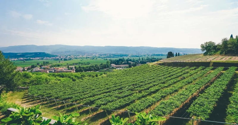 From Verona: Amarone Wine E-Bike Tour with Tasting - What the Guides Add to the Ride