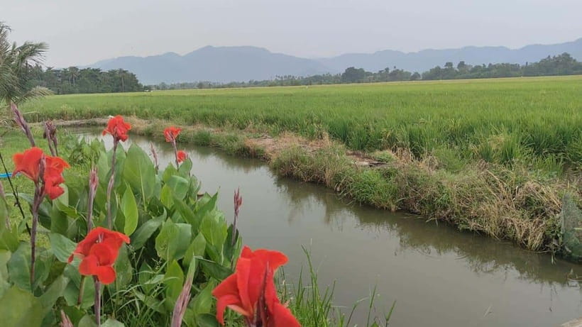 George Town: Balik Pulau Countryside Morning Cycling Tour - Why Balik Pulau feels so different from George Town