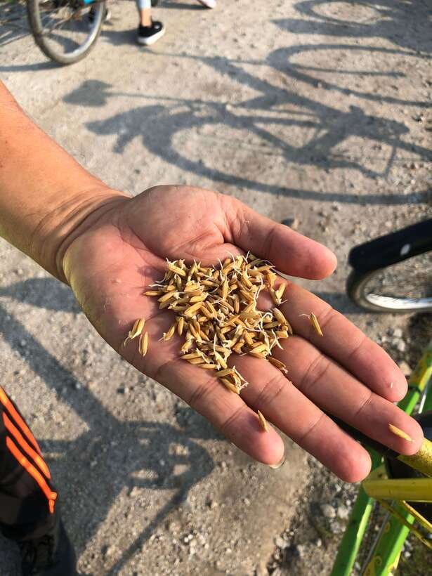 George Town: Balik Pulau Countryside Morning Cycling Tour - Paddy fields, farms, and the working countryside