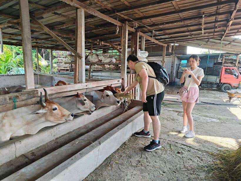 George Town: Balik Pulau Countryside Morning Cycling Tour - The bicycles and how difficult the ride feels