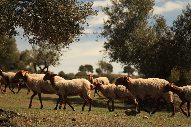 Granada: Nature, Wildlife and Authentic Villages E-bike Tour - How difficult is the ride?