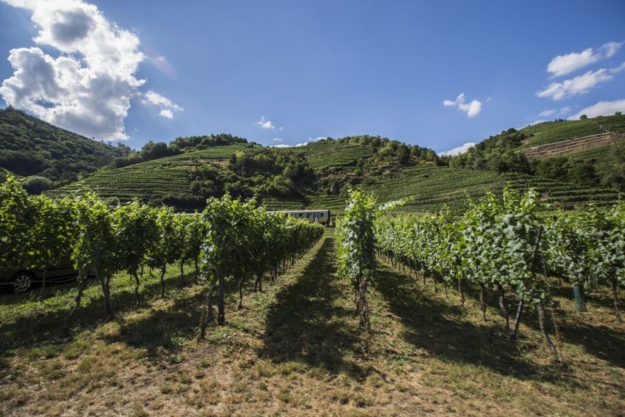 Grape Grazing: Wachau Valley Winery Biking Tour - Cycling from Krems into the valley