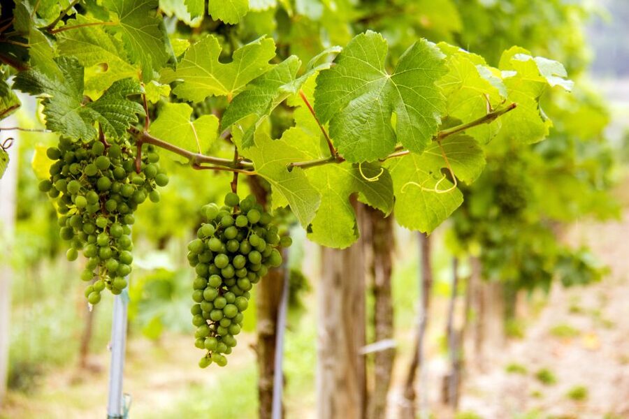 Grape Grazing: Wachau Valley Winery Biking Tour - Swimming, weather, and what to pack