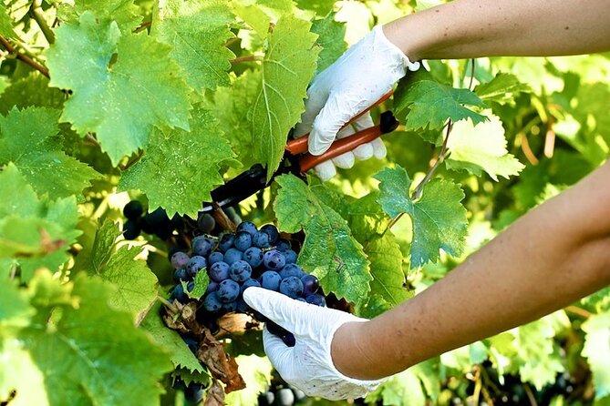 Guided E-Bike Tour with Wine Tasting from Lucca - A family-run winery, not a polished tasting room