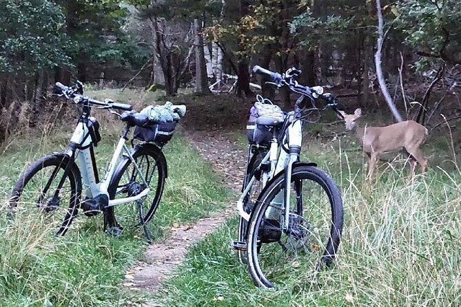 Guided Ebike Tour of Acadia National Park Carriage Roads - Duck Brook Bridge and the beaver pond