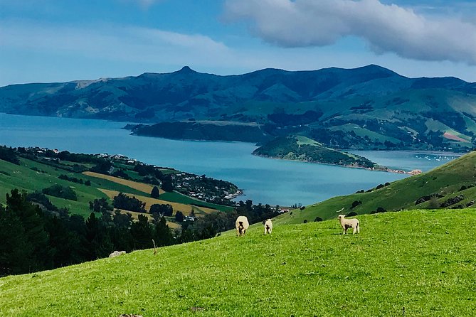 Guided Electric Mountain Bike & Sea Kayak Tour in Akaroa - Is $192.38 a fair price?