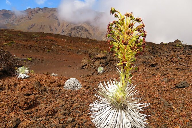 Haleakala Sunrise Best Self-Guided Bike Tour - Why the bus transfer matters