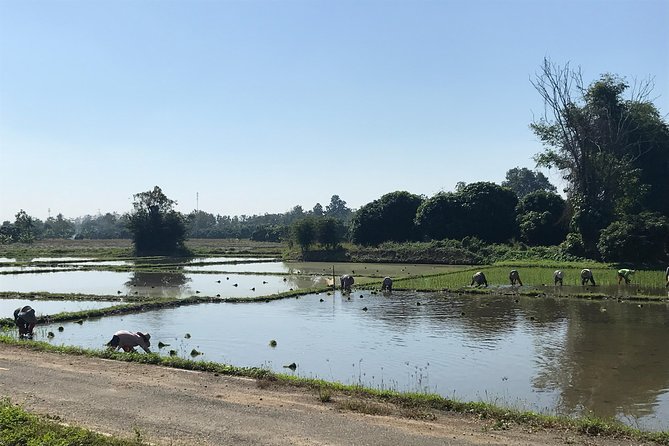 Half-day E-bike Countryside and rice paddies (flat land, GUIDED) - Hang Dong, villages, and Wat Chang Nam
