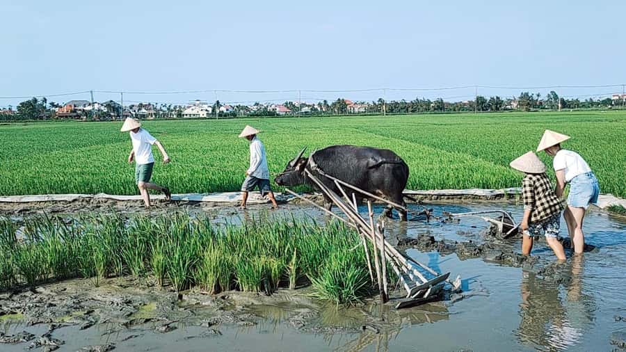 Hoi An: Countryside by Cycling, Buffalo Riding & Do Farming - Guides, group size, and the human side