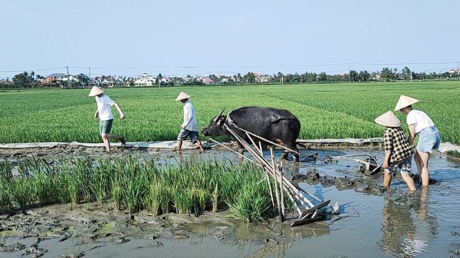 Hoi An: Countryside by Cycling, Buffalo Riding & Do Farming - Is $34 a fair price?