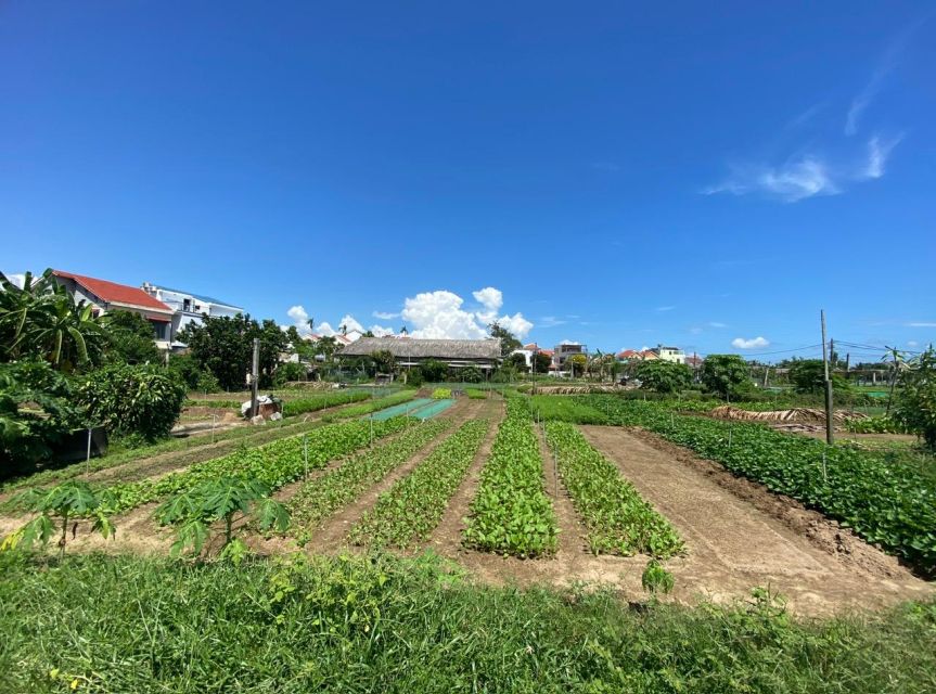Hoi An: Rural Cycling Tour to Village with Basket Boat Ride - Tra Que Vegetable Village and the hands-on farm visit