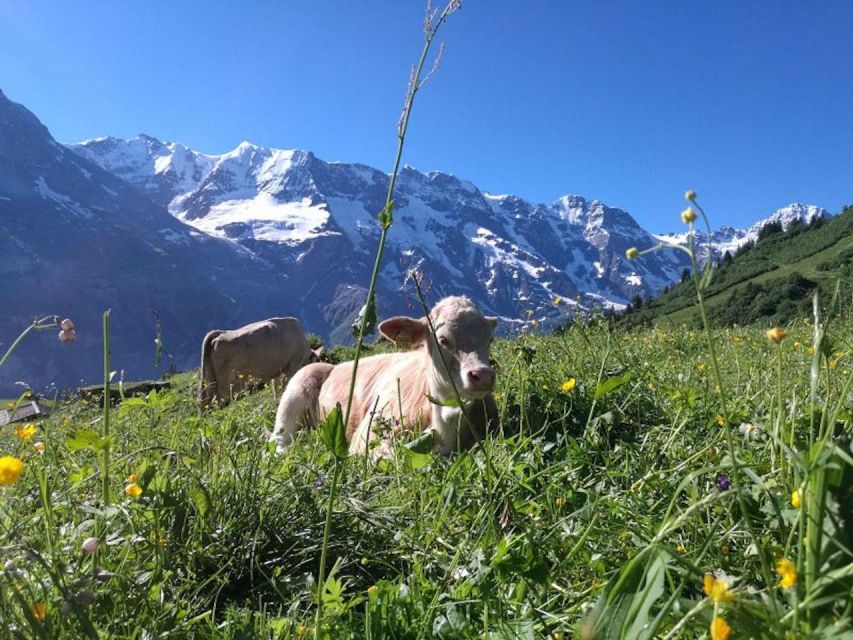 Interlaken: 72 Waterfalls Valley & Lauterbrunnen E-Bike Tour - How difficult is the four-hour ride?