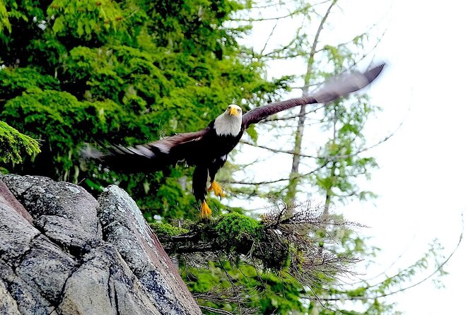 Ketchikan Electric Bike and Rain Forest Hike Ecotour - Rain is part of the Ketchikan experience