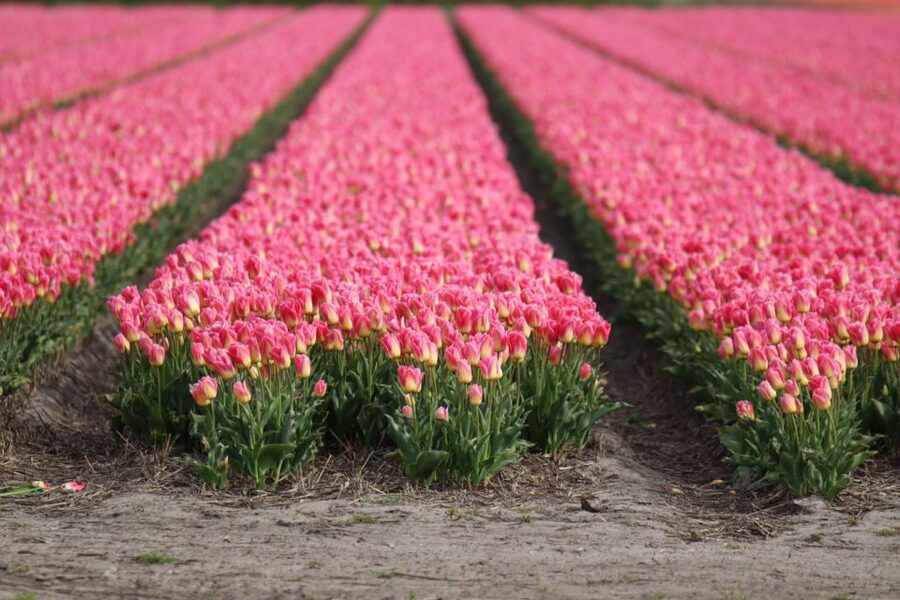 Keukenhof: Flower Fields Small-Group Cultural Bike Tour - Why cycling beyond Keukenhof is worth your time