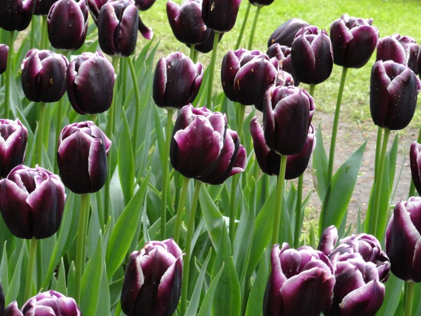 Keukenhof: Flower Fields Small-Group Cultural Bike Tour - Photo stops and the changing spring season
