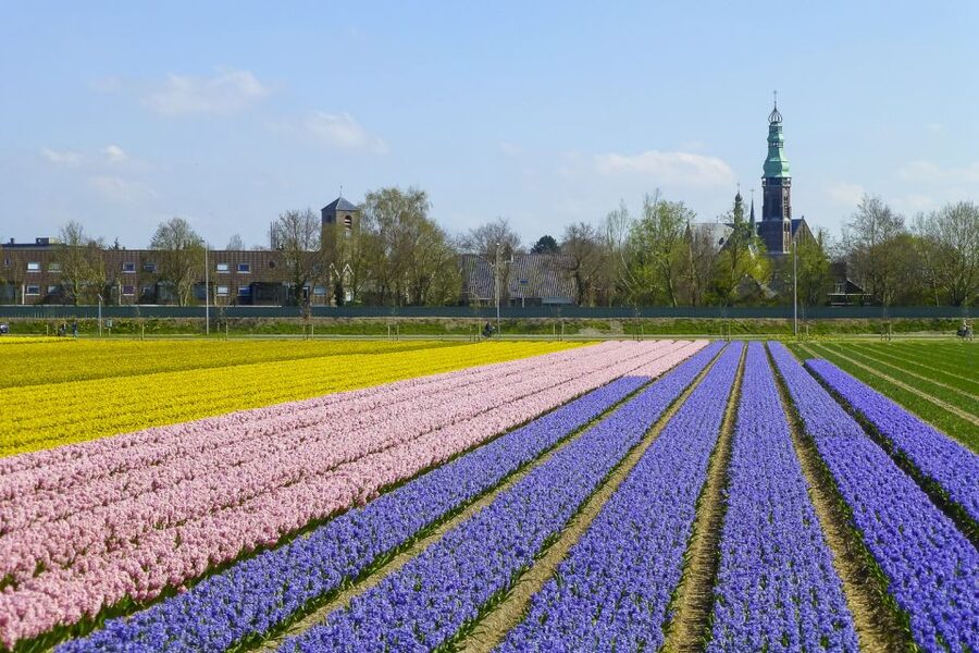 Keukenhof: Flower Fields Small-Group Cultural Bike Tour - Tulip Experience Amsterdam: a useful second look at the flowers