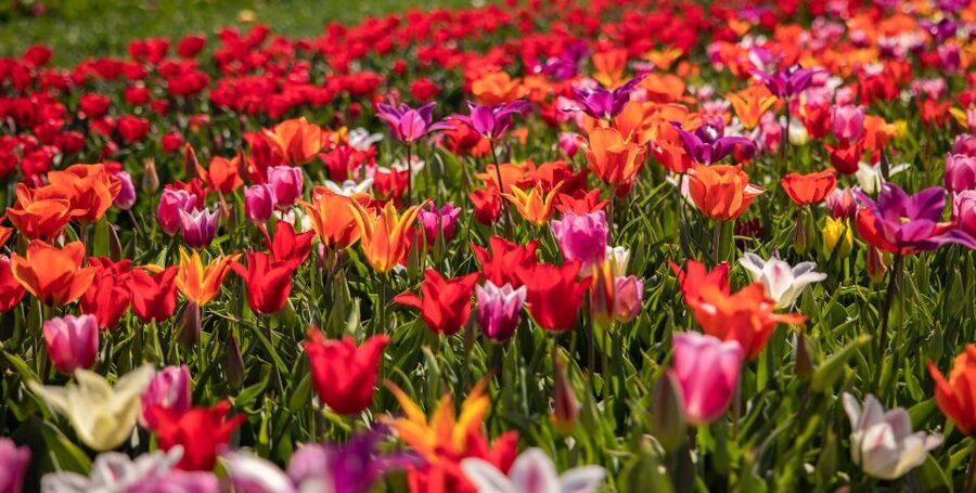 Keukenhof: Flower Fields Small-Group Cultural Bike Tour - What the route may include beyond flowers