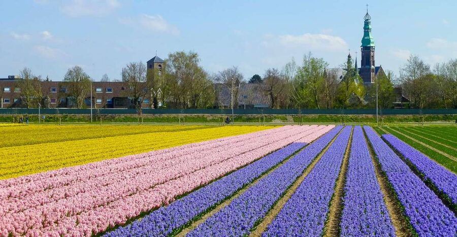 Keukenhof: Flower Fields Small-Group Cultural Bike Tour - How to fit the ride and Keukenhof into one day