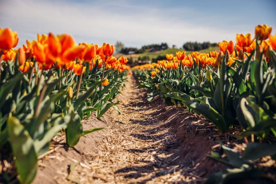 Keukenhof: Flower Fields Small-Group Cultural Bike Tour - Who will enjoy this tour most