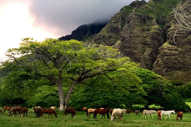 Kualoa Ranch: Novice E-Bike - Seats, pedaling, and physical effort