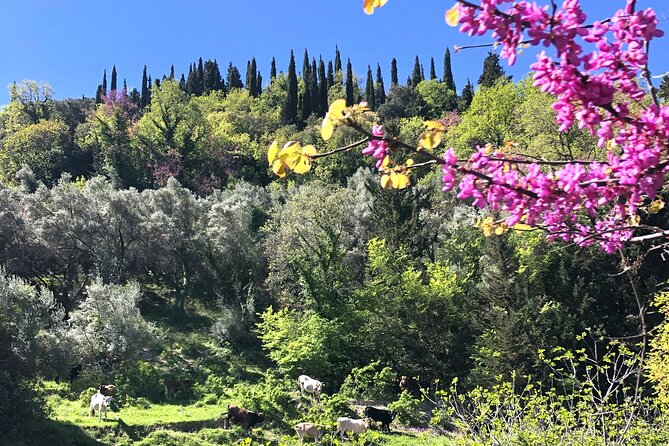 Lefkada: Mountain Gems Electric Fat Bicycle Tour & Tasting - Coffee, wine, and meze in Karya’s old square