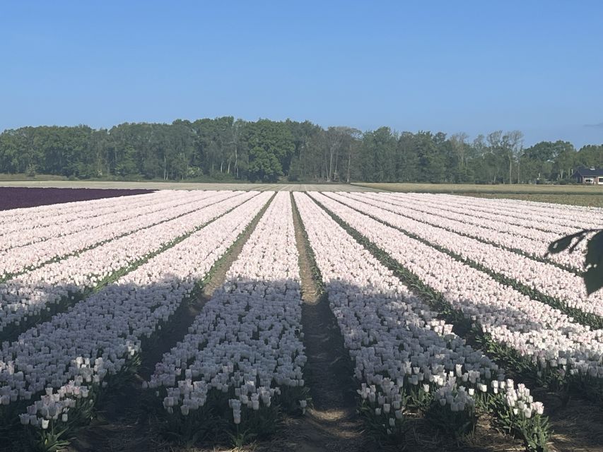 Lisse: Enjoy the Tulip Fields by Bike with a Local Guide! - Key points to know before you book