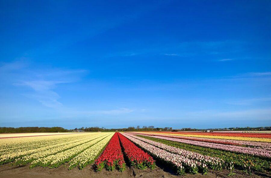 Lisse: Enjoy the Tulip Fields by Bike with a Local Guide! - Who will enjoy this tour most?