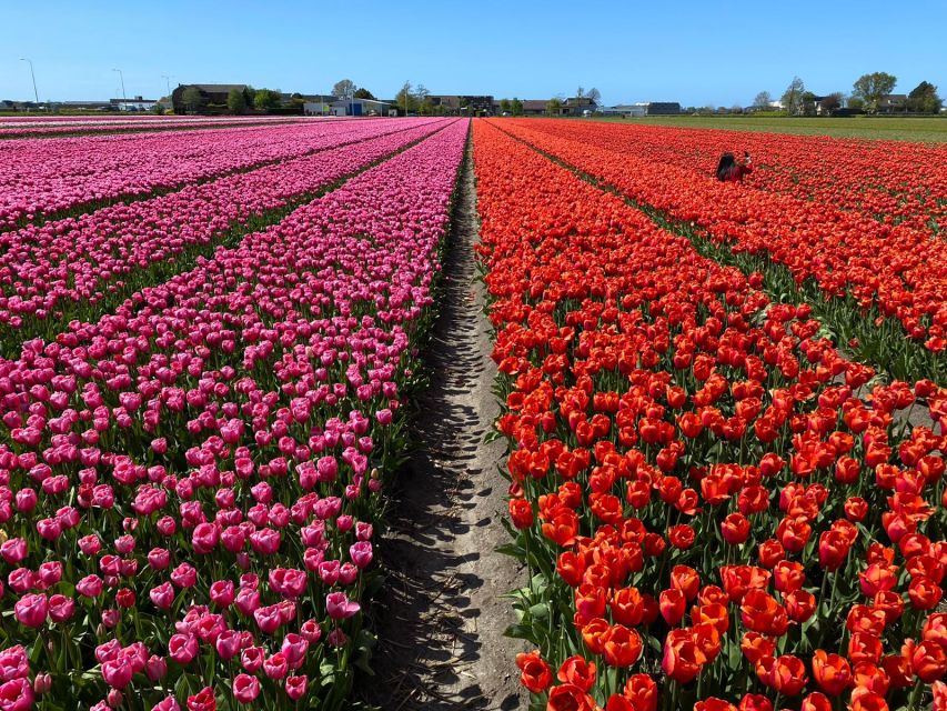 Lisse: Enjoy the Tulip Fields by Bike with a Local Guide! - Riding past the fields toward Kasteel Keukenhof