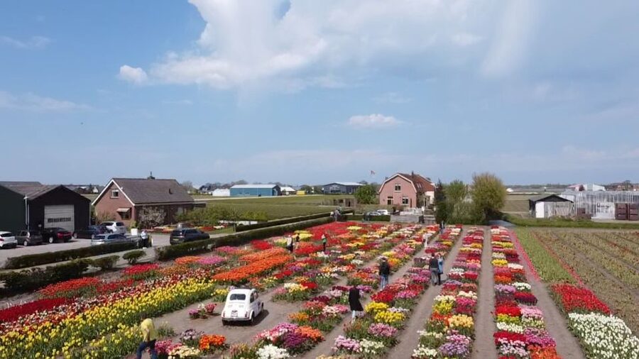 Lisse: Enjoy the Tulip Fields by Bike with a Local Guide! - The best time to choose this ride