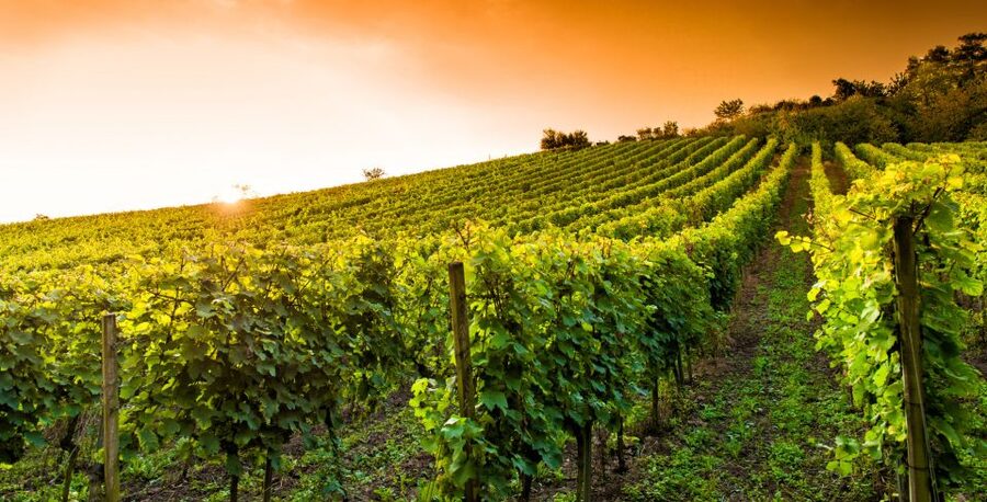 Lucca: Guided E-Bike and Wine Tour - What comes to the table