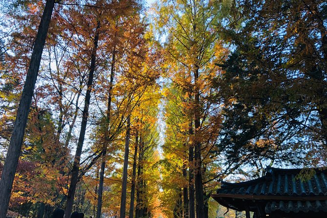 Nami+Alpaca+Garden of Morning Calm (+Rail Bike Option) - Gyeonggang Rail Bike: a fun option with a short route