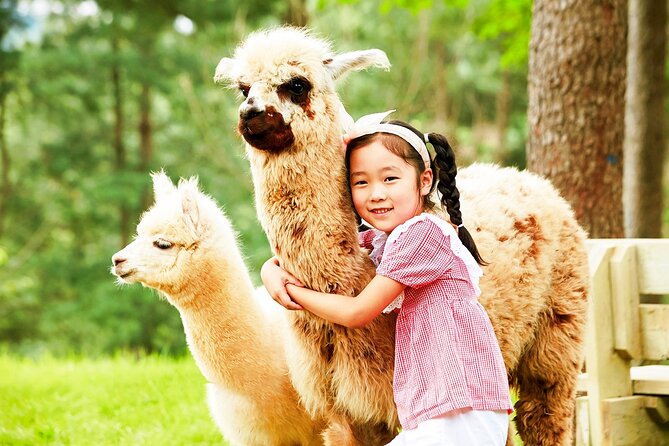 Nami+Alpaca+Garden of Morning Calm (+Rail Bike Option) - Is $92.29 a fair price?