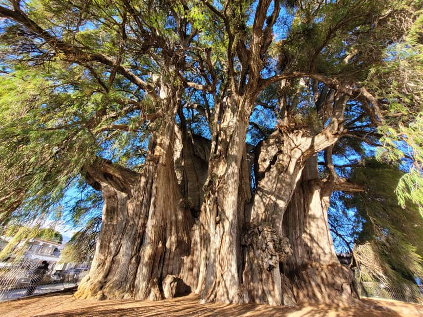Oaxaca: Guided Bike Tour to the Largest Tree in the World - Key points to know before you book