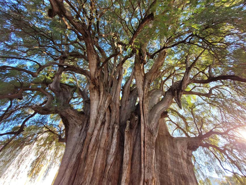Oaxaca: Guided Bike Tour to the Largest Tree in the World - An hour at Mercado El Tule