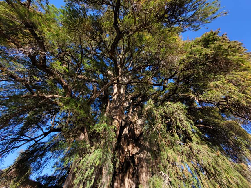 Oaxaca: Guided Bike Tour to the Largest Tree in the World - What the $25 price really covers
