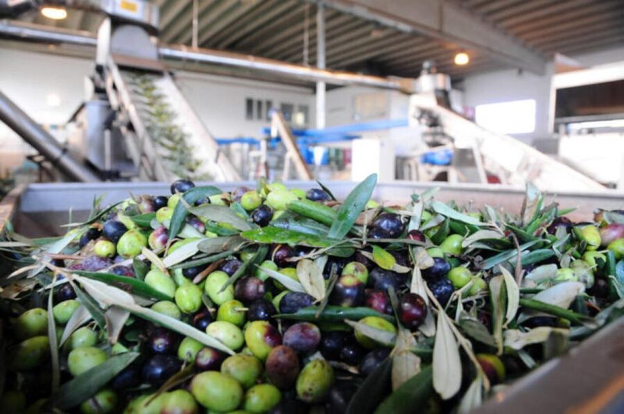Ostuni: E-bike Tour, Ancient Olive Trees & Oil Tasting - Tasting extra virgin olive oil