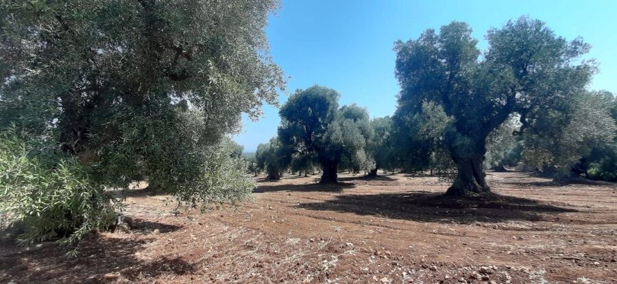 Ostuni: Guided e-bike tour + countryside tasting stop - The 2 km walk to the countryside home