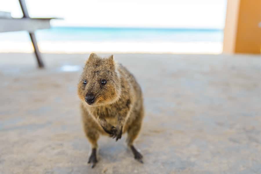 Perth: Rottnest Island Ferry, Bike, Coffee & Lobster Roll - Picking up a bike and choosing your route