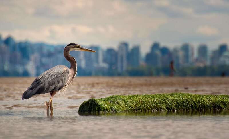 Stanley Park Self Guided Bike Tour - Beaches, the aquarium, and places to pause