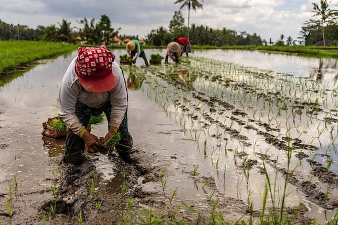 Ubud: Downhill Cycling with Volcano, Rice Terraces, and Meal - Getting fitted with a mountain bike