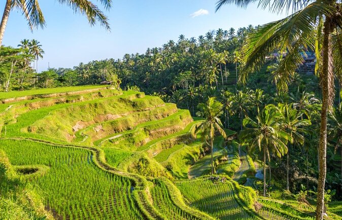 Ubud eBikes Tour to Tegallalang Rice Terrace - Key points to know before you book