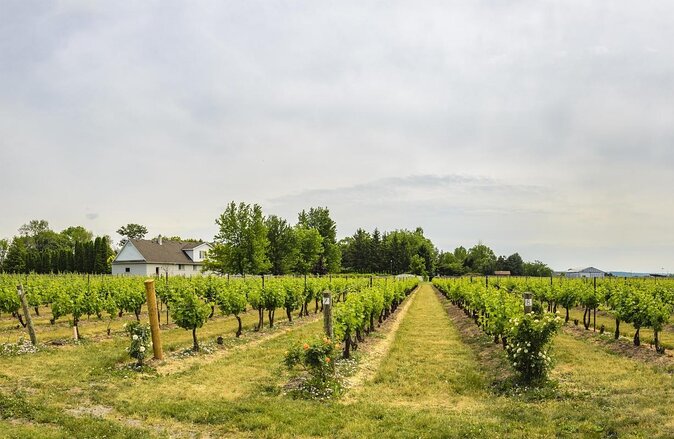 Vine and Dine Bicycle Wine Tour with Lunch - Key points to know before booking
