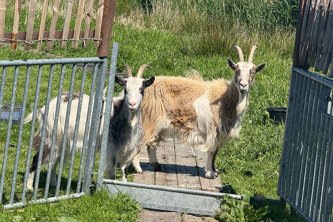 Windmill, Dairy Farms & Countryside Electric Bike Tour - Zunderdorp and the quiet ride through farm country