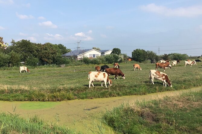 Windmill, Dairy Farms & Countryside Electric Bike Tour - What the $45.05 price buys you